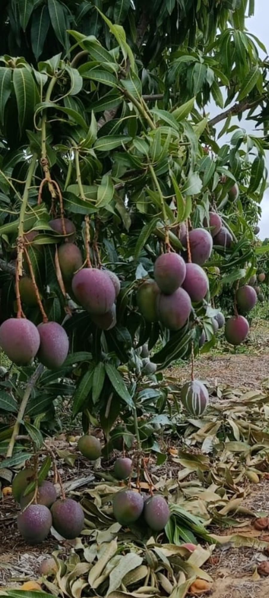 Mangueira real carregada de frutos