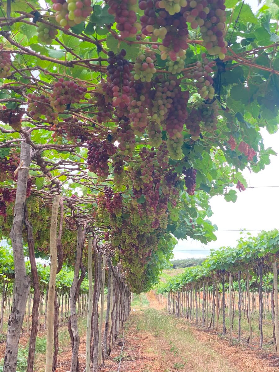 Parreiral real com cachos de uva em produção